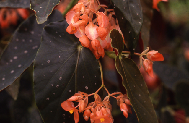 B. ‘Aztec Sun’